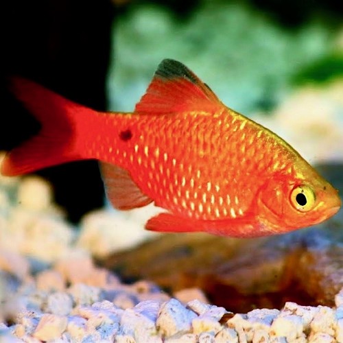 Barbus conchonius super red - Barbus super rosé L